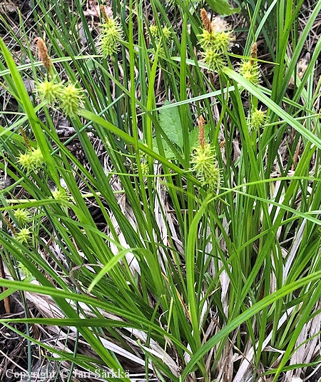 Carex flava keltasara